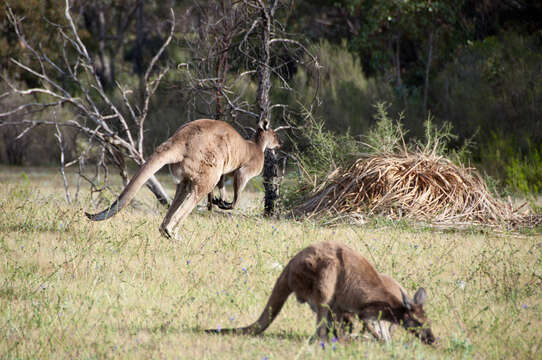 Image of Macropus fuliginosus melanops Gould 1842