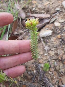 Image of Crassula ericoides Haw.