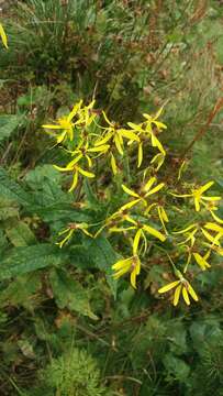 Image of wood ragwort