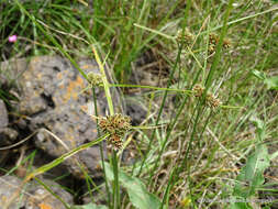 Image of Bent-Awn Flat Sedge