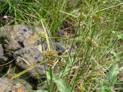 Sivun Cyperus reflexus Vahl kuva