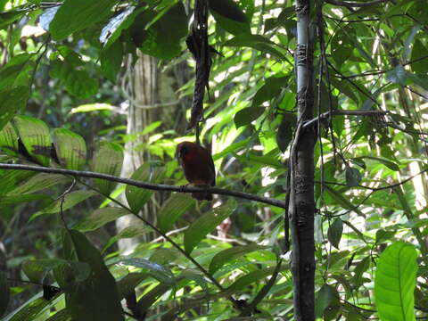 Image of Red-throated Ant Tanager