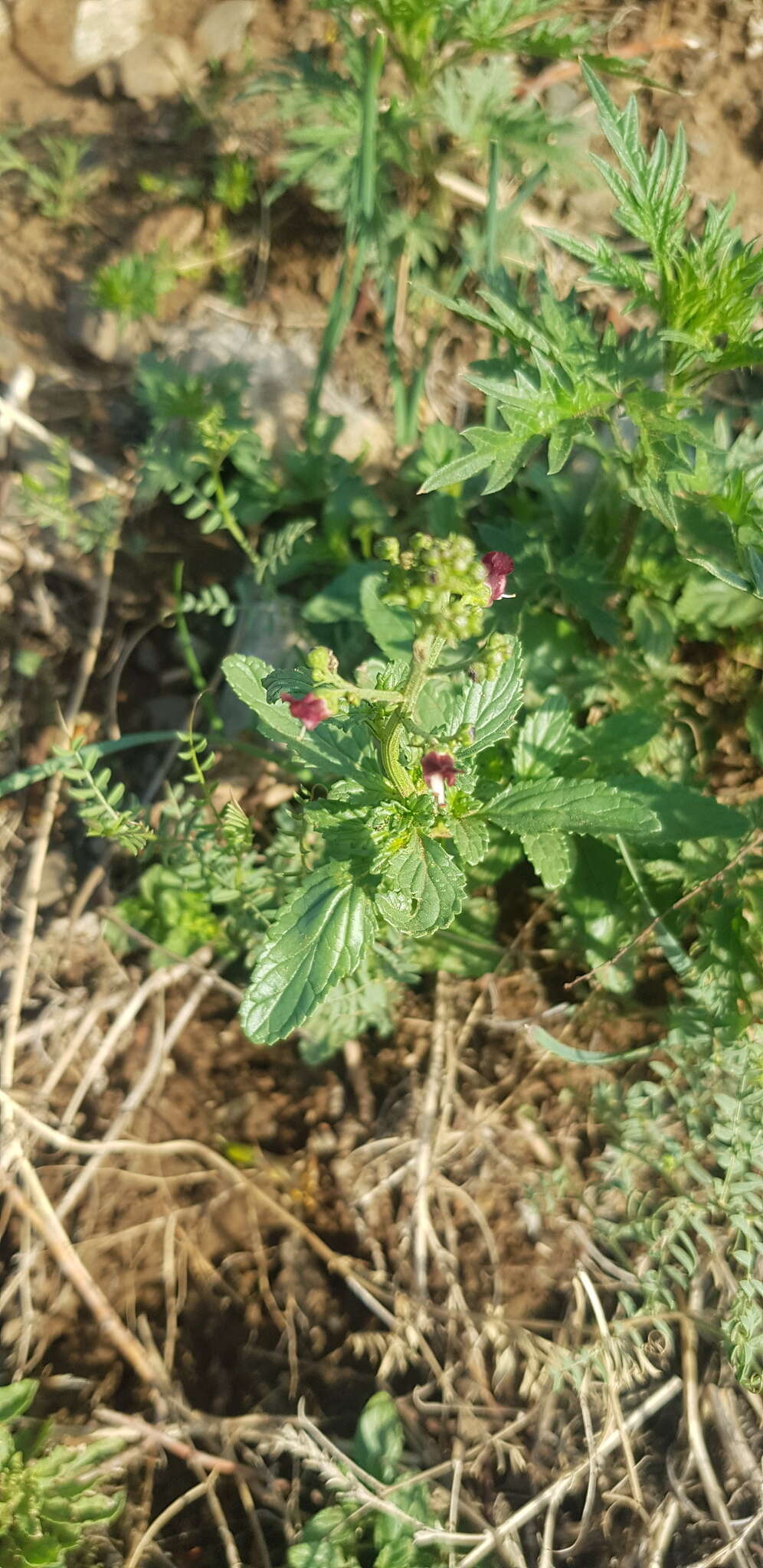 Image of Scrophularia incisa Weinm.