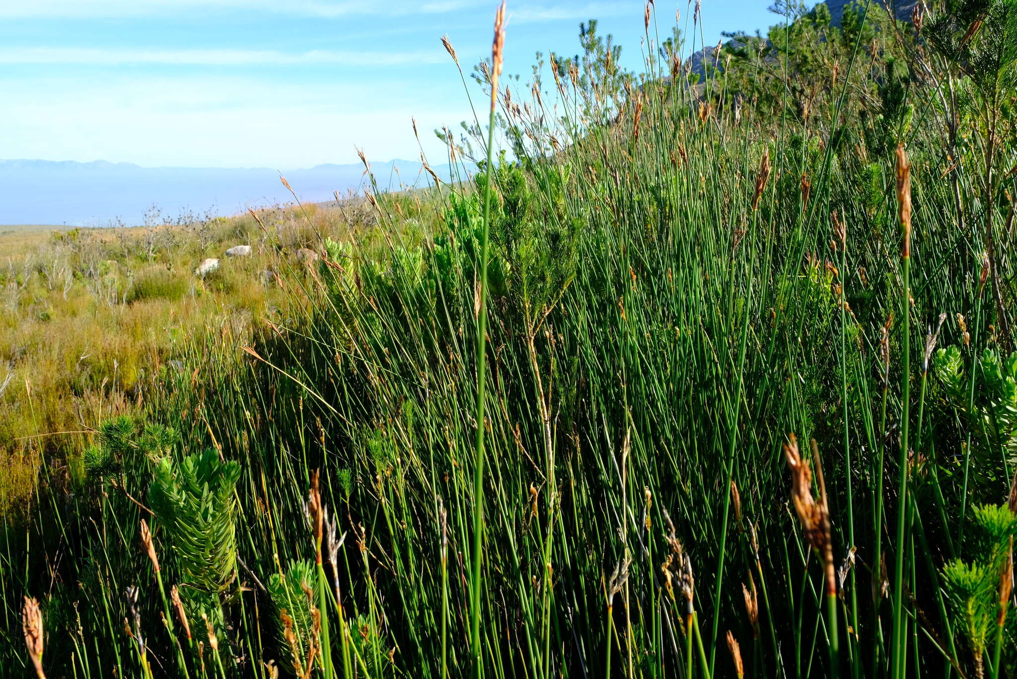 Image of Neesenbeckia punctoria (Vahl) Levyns