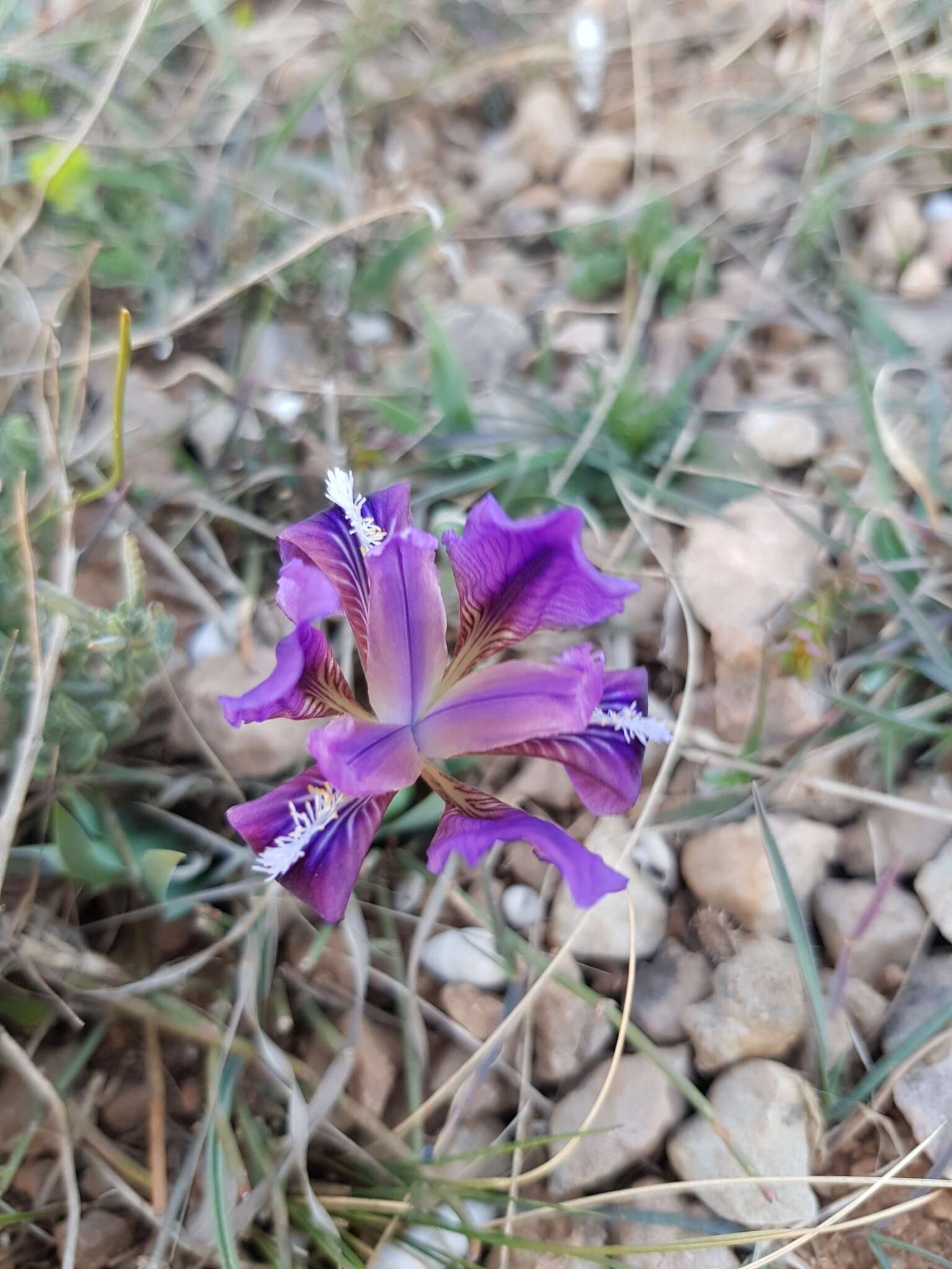 Plancia ëd Iris pumila L.