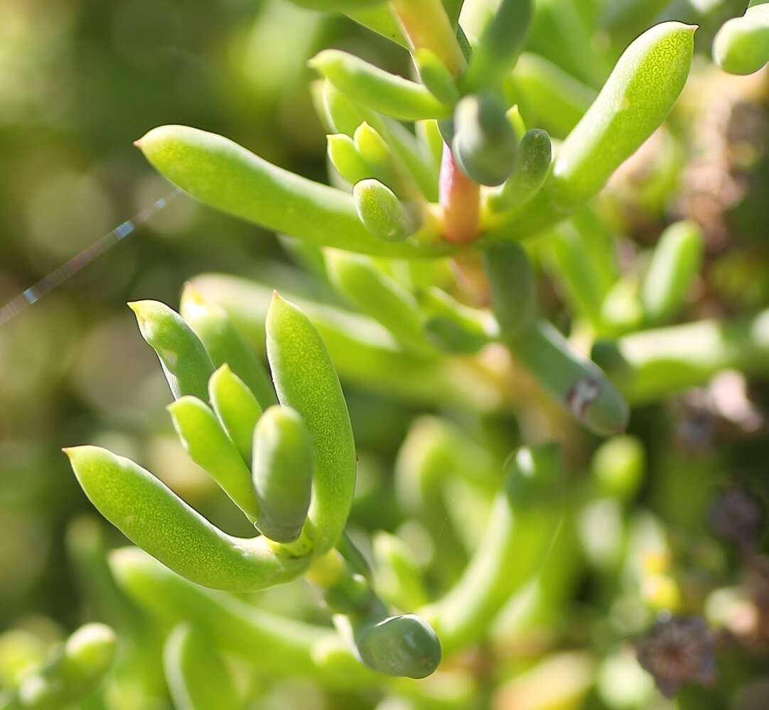 Image of Delosperma subincanum (Haw.) Schwant.