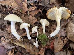 Image of Cuphophyllus borealis (Peck) Bon ex Courtec. 1985