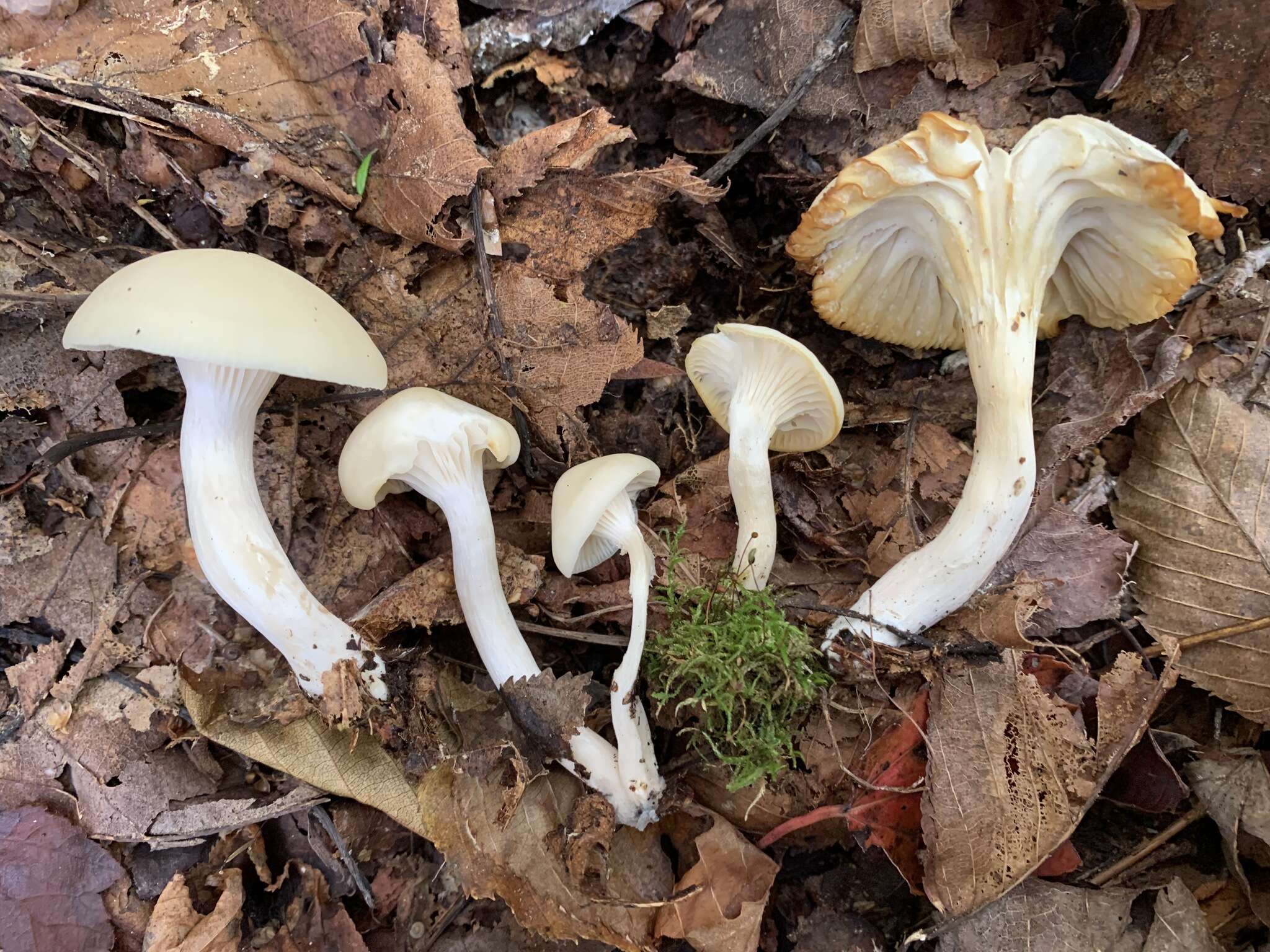 Sivun Cuphophyllus borealis (Peck) Bon ex Courtec. 1985 kuva