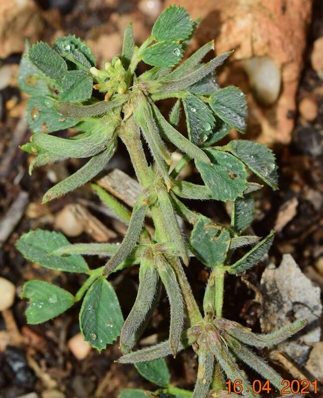 Image of hairy medick