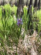 Image of Pontederia cordata var. lancifolia (Muhl.) Morong