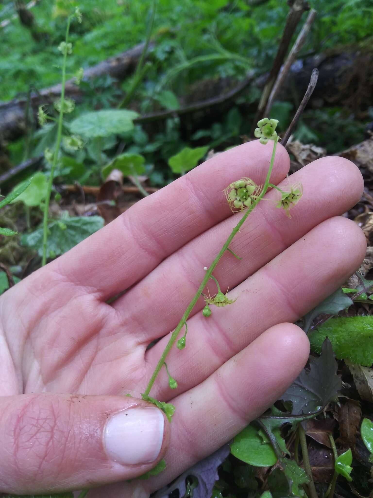 Image of slightstemmed miterwort