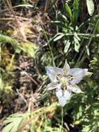 Image de Calochortus lyallii Baker