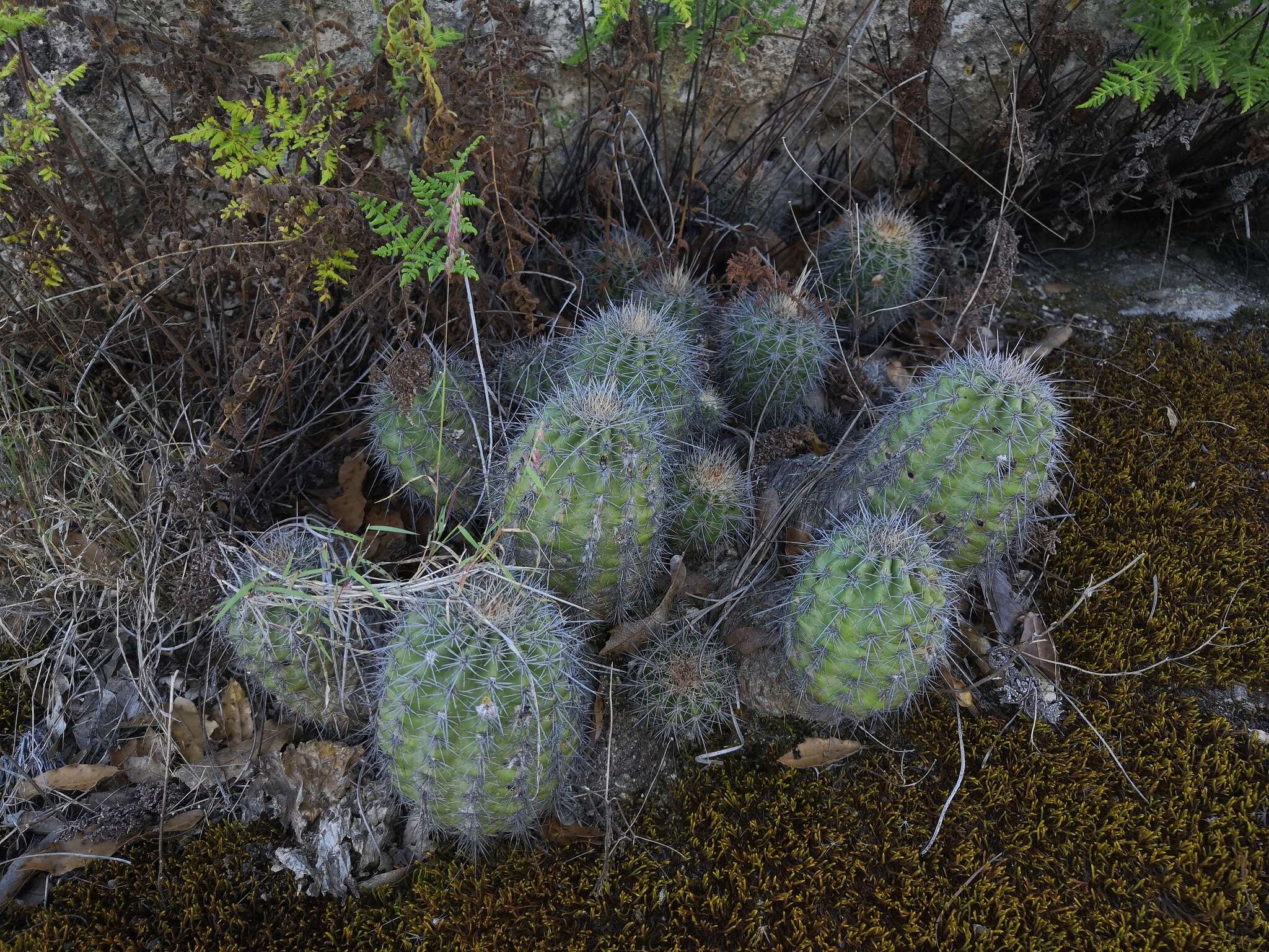 Image de Echinocereus acifer (Otto ex Salm-Dyck) Lem.