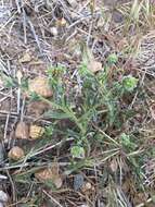 Plancia ëd Cryptantha pterocarya (Torr.) Greene