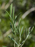 Image of bog rosemary