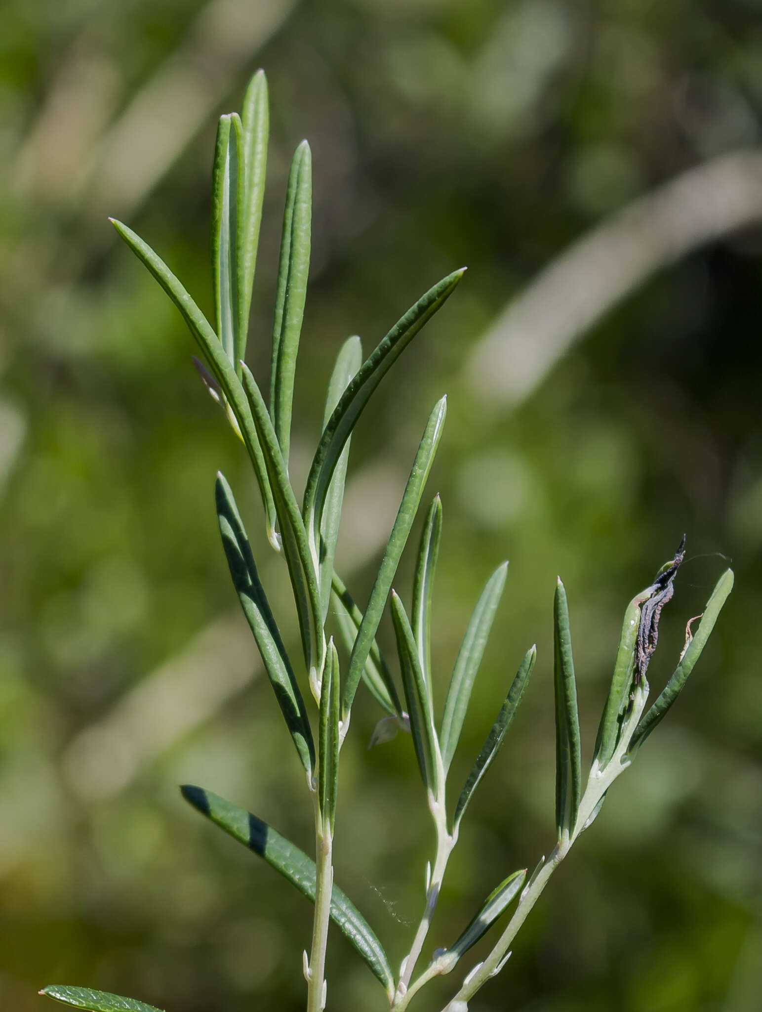 Image of bog rosemary