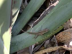 Anolis bonairensis Ruthven 1923 resmi