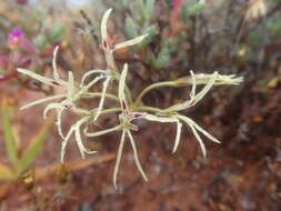 Image of Pelargonium undulatum (Andr.) Harv.