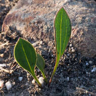 Mairia coriacea Bolus的圖片