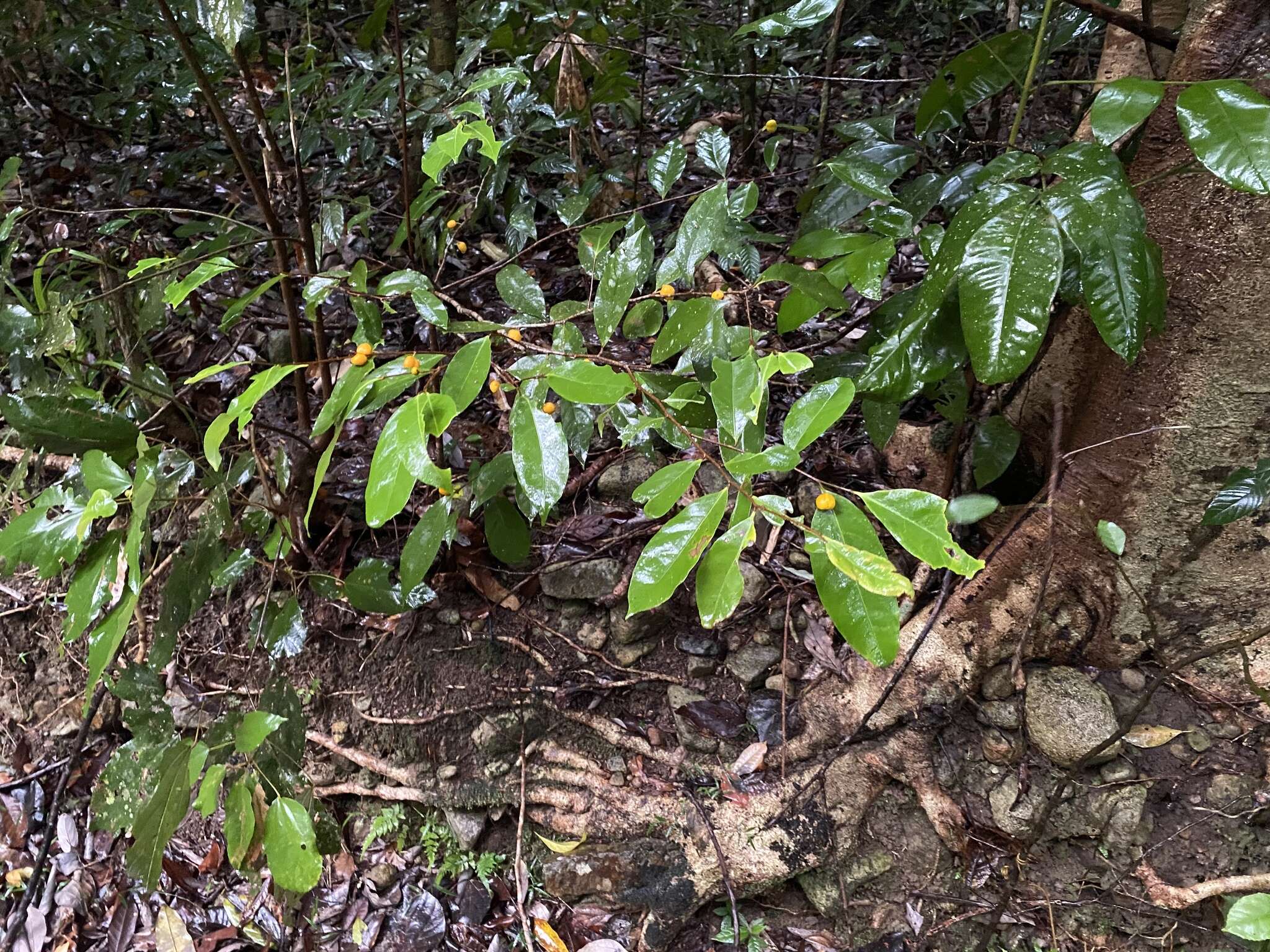 Image of Dichapetalum papuanum (Becc.) Boerl.