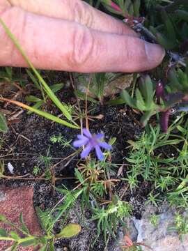 Image of Felicia heterophylla (Cass.) Grau