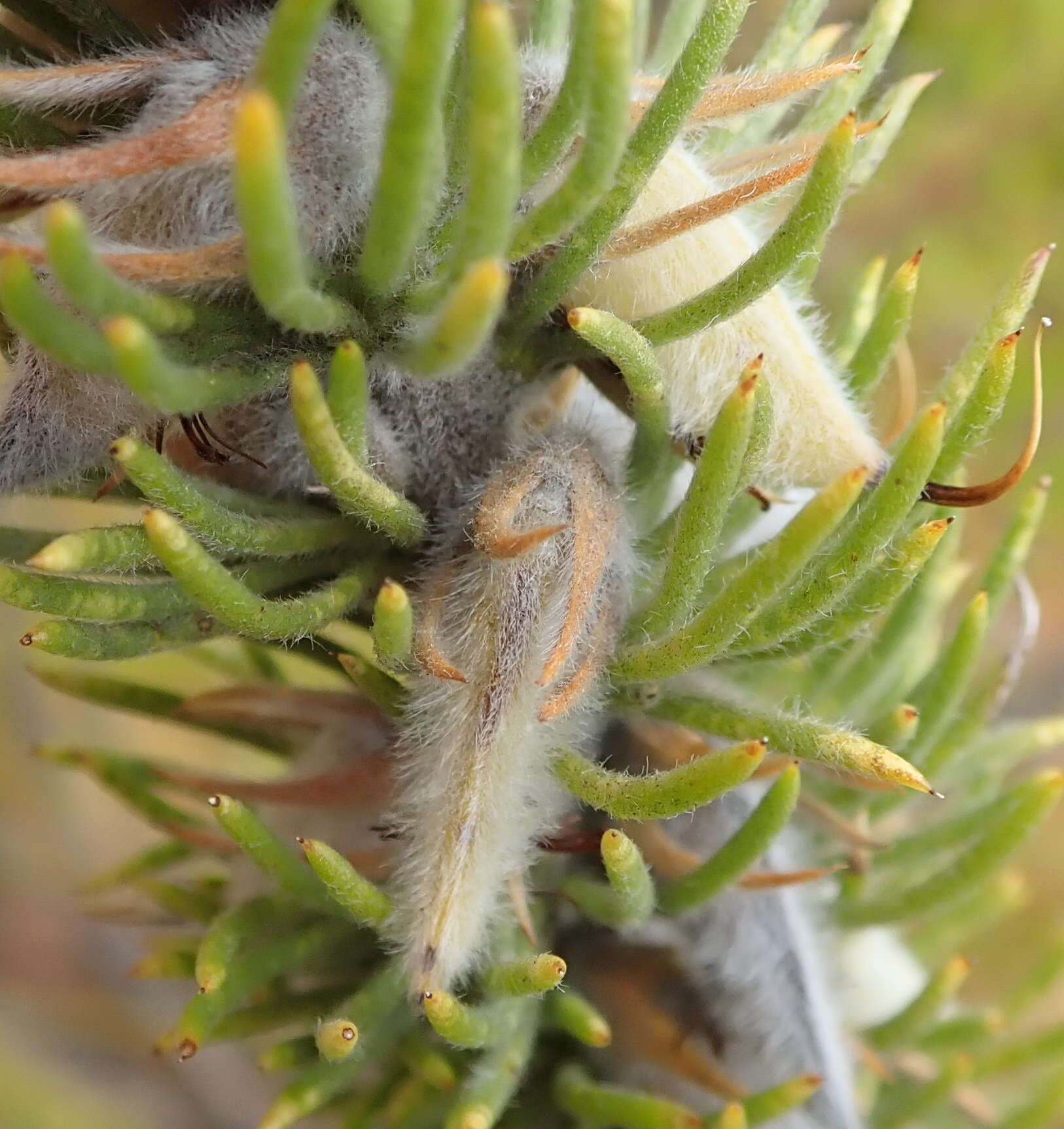 Plancia ëd Aspalathus acanthes Eckl. & Zeyh.