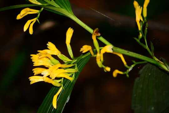 Image de Corymborkis flava (Sw.) Kuntze