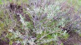 Image of longstem buckwheat