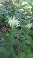 Image of Monarda luteola Singhurst & W. C. Holmes