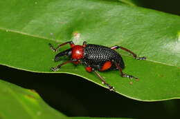 Image of Lasiocnemoides ruficollis Boheman 1834