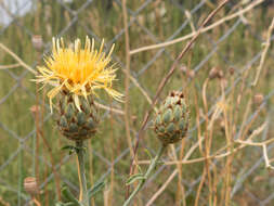 Plancia ëd Centaurea collina L.