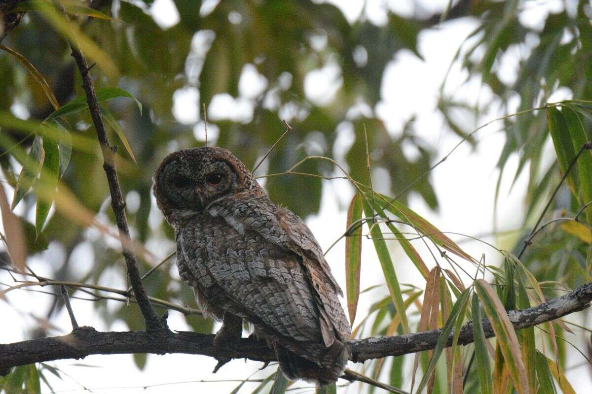 Image of Mottled Wood Owl