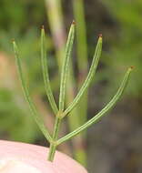 Image of Psoralea azuroides