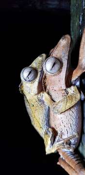 Image of File-Eared Tree Frog