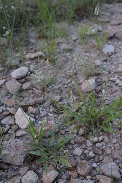 Imagem de Froelichia gracilis (Hook.) Moq.