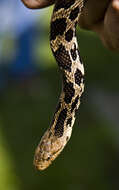 Image of Pantherophis ramspotti Crother, White, Savage, Eckstut, Graham & Gardner 2011