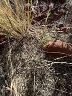 Image of Ptilotus helipteroides (F. Müll.) F. Müll.