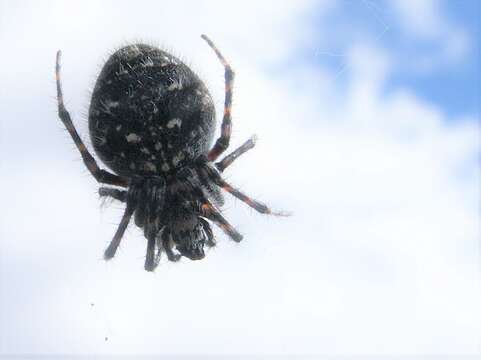 Image of Orbweaver