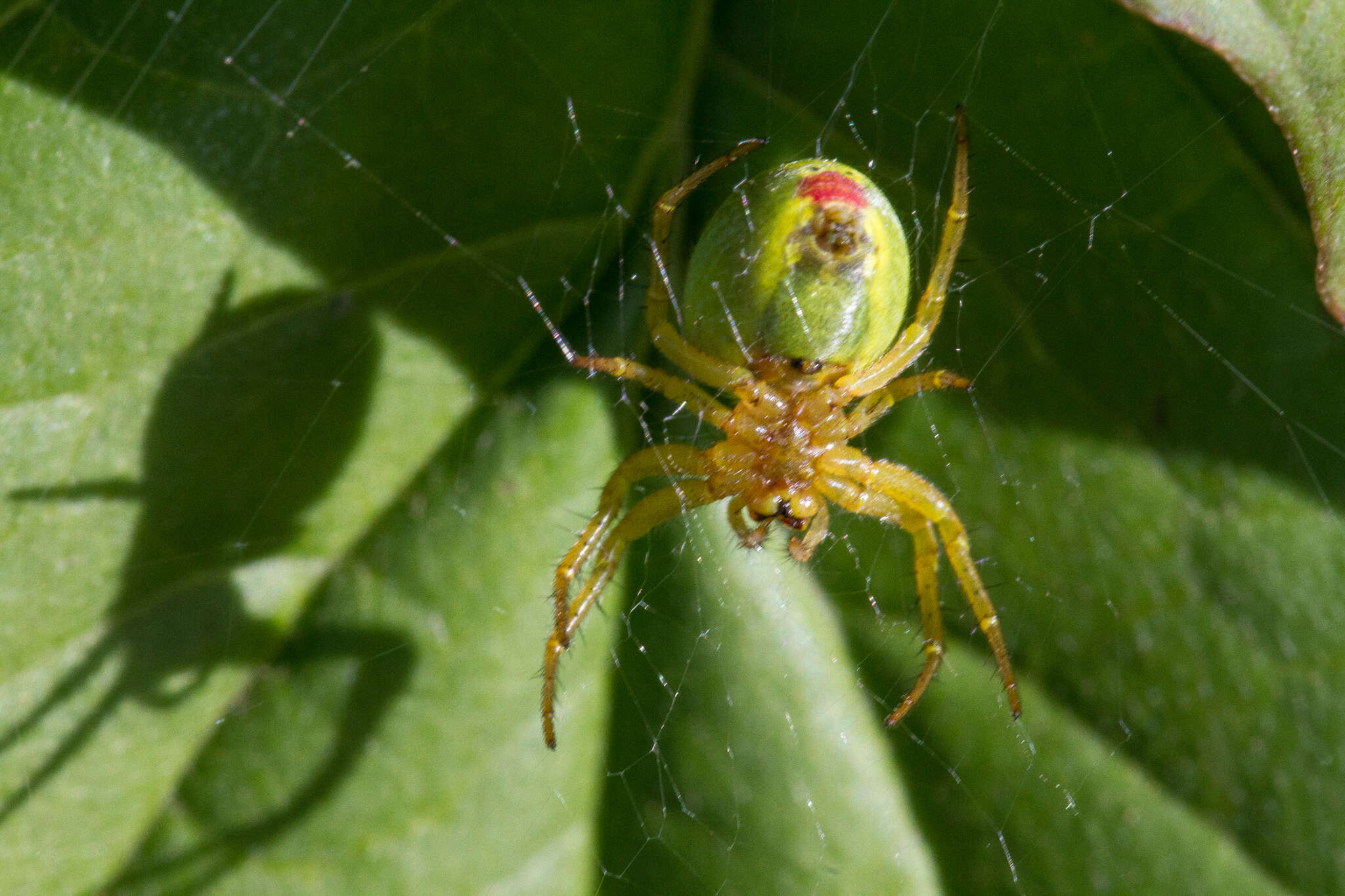 Image of Cucumber green spider