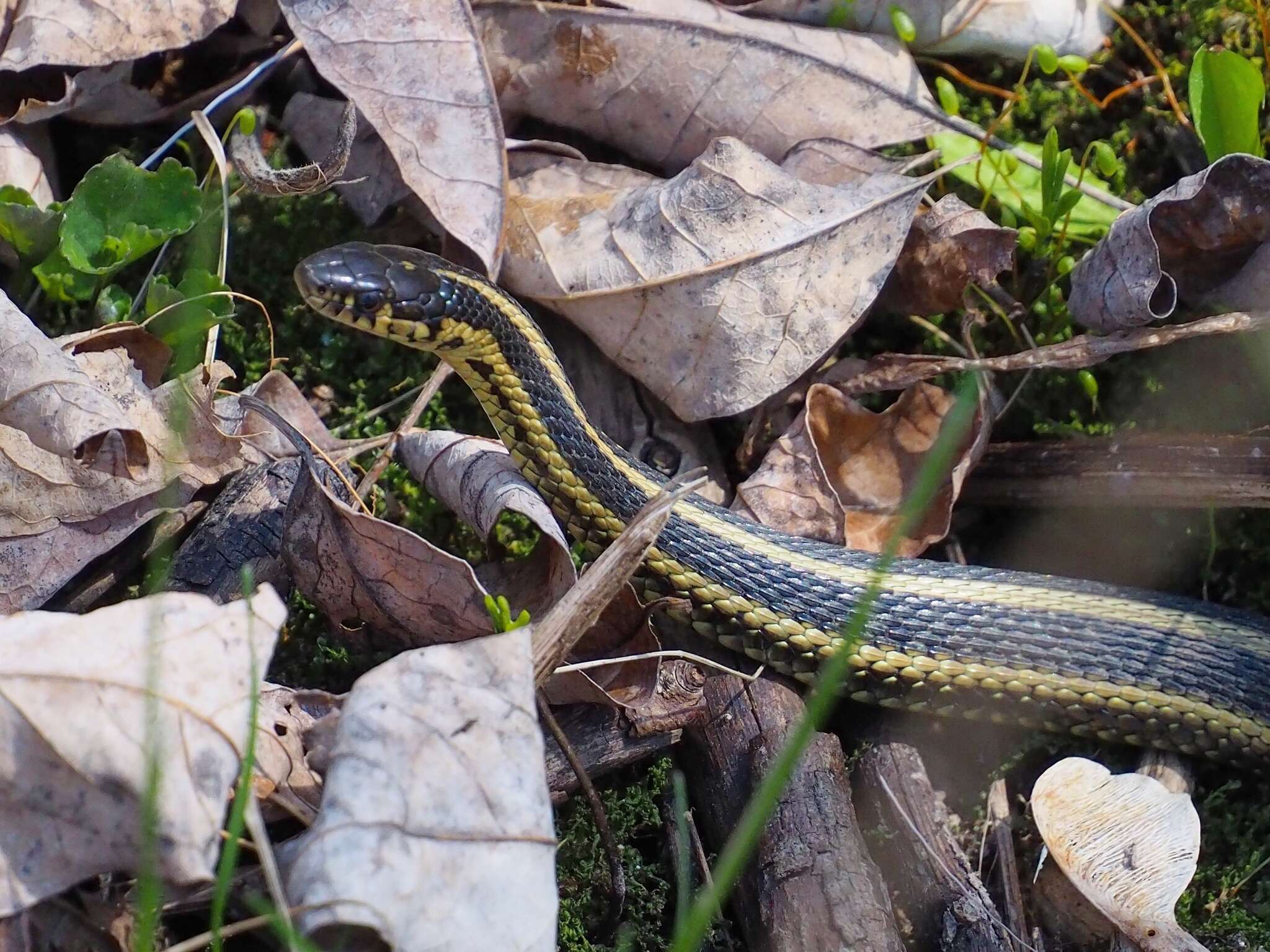 Image of Butler's Garter Snake