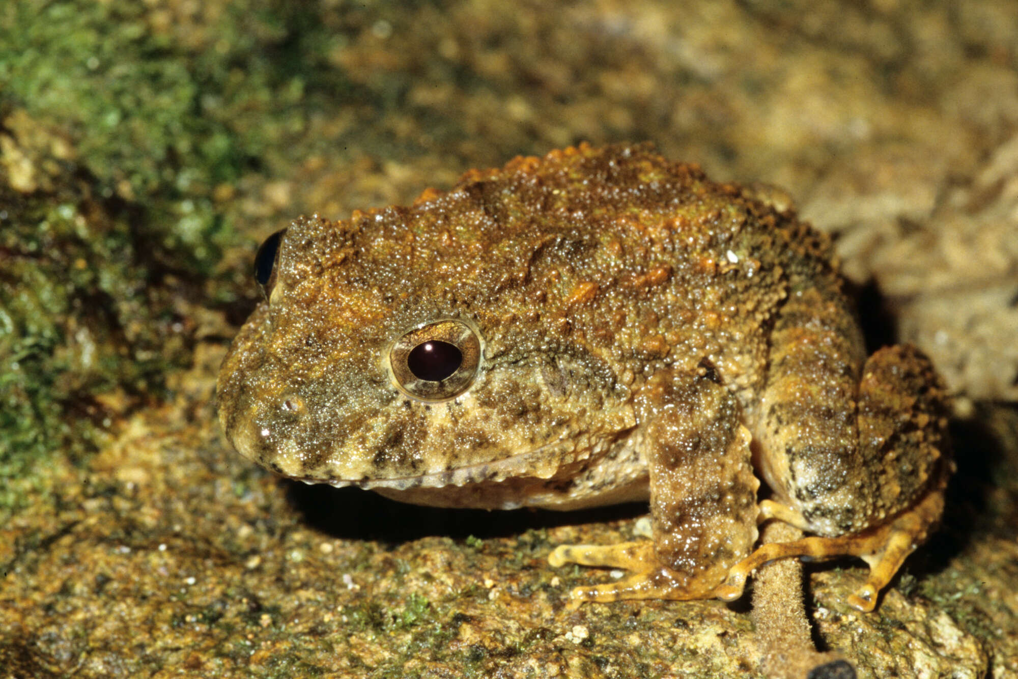 Image of Robber Frogs