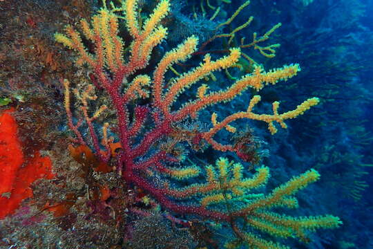 Image of chameleon sea fan