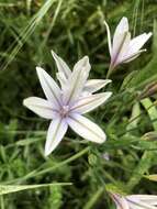 Image of pinto triteleia