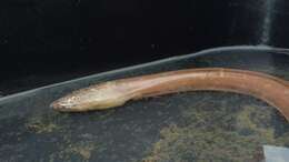 Image of Pallid Snake Eel