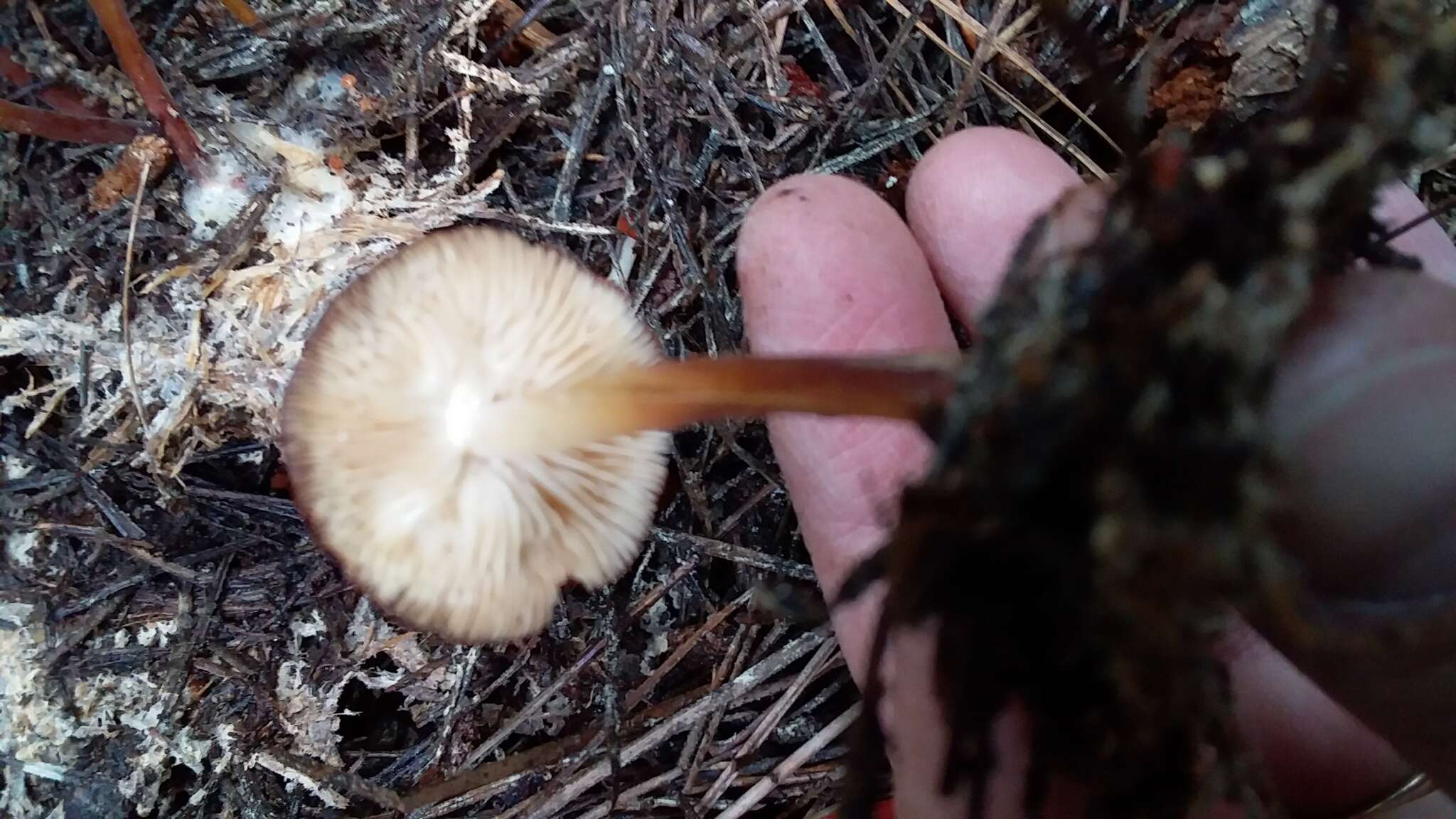 Image of Marasmius elegans (Cleland) Grgur. 1997