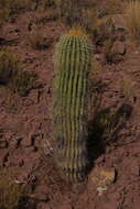 Imagem de Echinopsis tarijensis subsp. bertramiana (Backeb.) M. Lowry