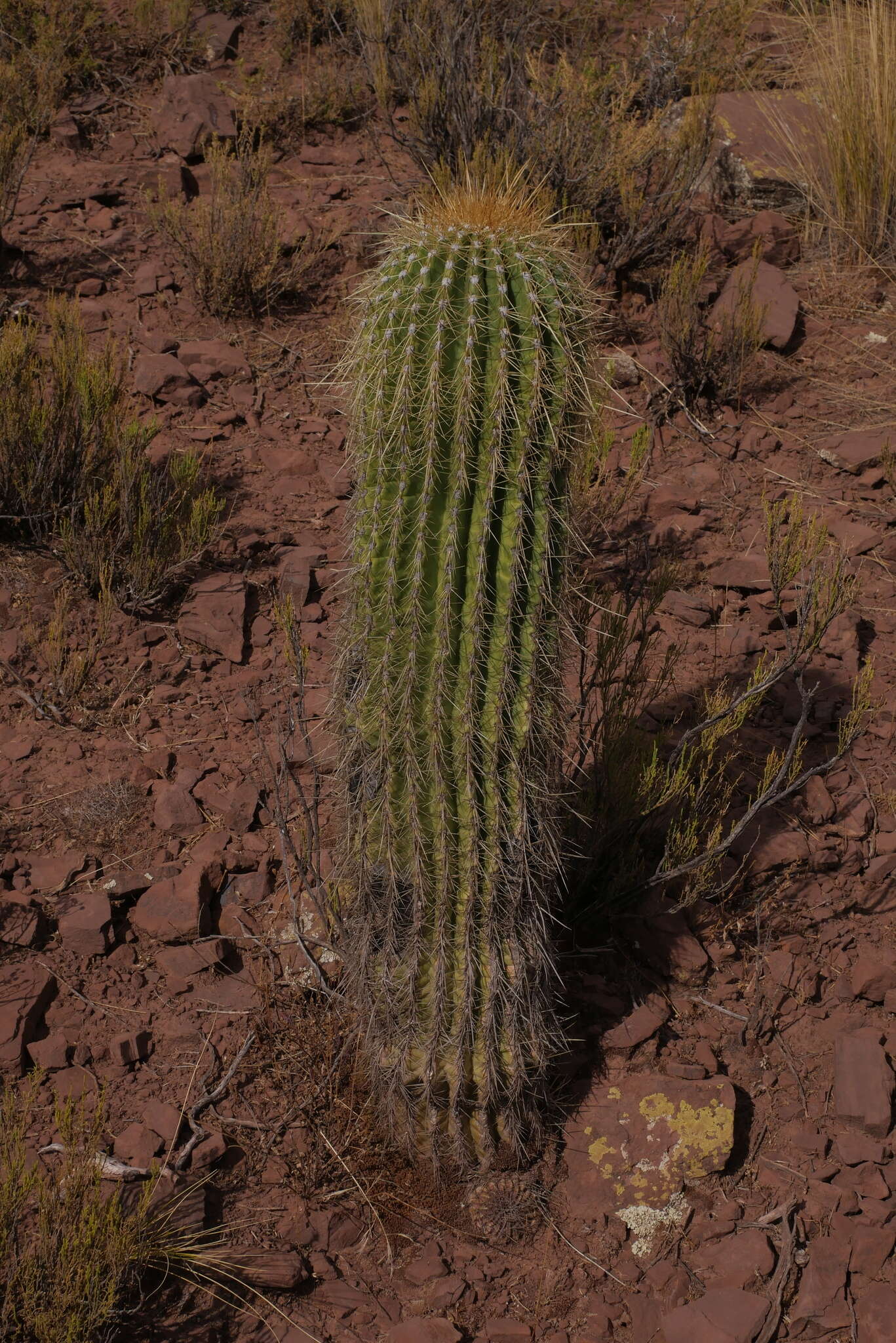 Imagem de Echinopsis tarijensis subsp. bertramiana (Backeb.) M. Lowry