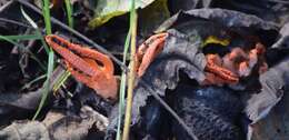 Image of stinkhorn