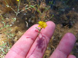 Image of <i>Lessingia <i>glandulifera</i></i> var. glandulifera