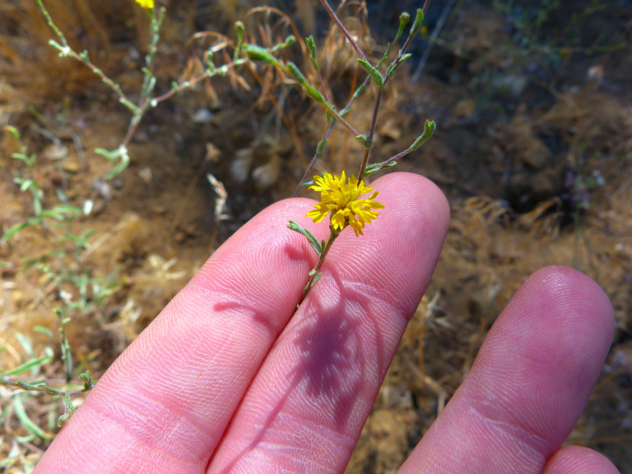 Image of <i>Lessingia <i>glandulifera</i></i> var. glandulifera